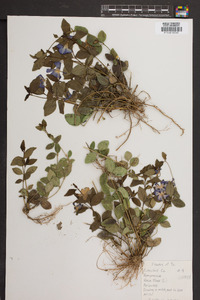 Vinca minor image