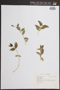 Vinca minor image