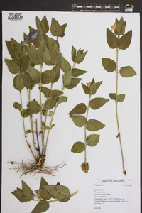 Vinca minor image