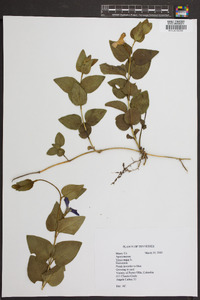 Vinca major image