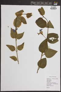 Vinca major image