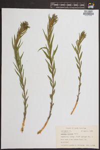 Amsonia ciliata image