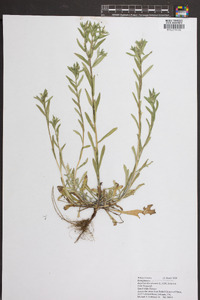 Buglossoides arvensis image