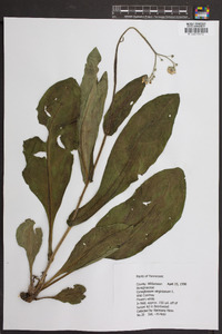 Cynoglossum virginianum image