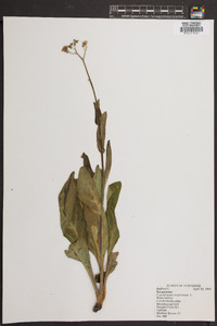 Cynoglossum virginianum image