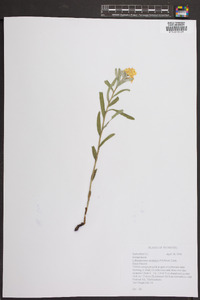 Lithospermum canescens image