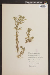 Buglossoides arvensis image