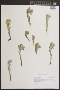 Lithospermum canescens image