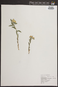 Lithospermum canescens image