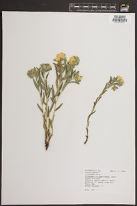 Lithospermum canescens image