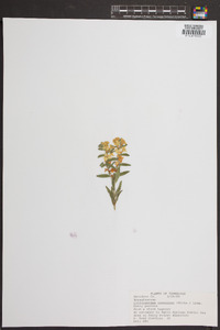 Lithospermum canescens image