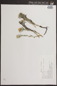 Lithospermum canescens image