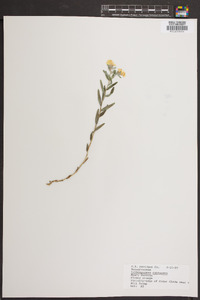 Lithospermum canescens image