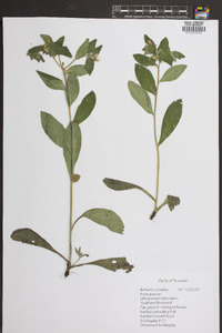 Lithospermum tuberosum image