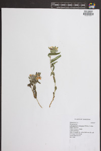 Lithospermum canescens image