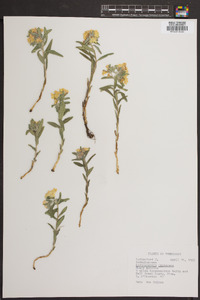 Lithospermum canescens image