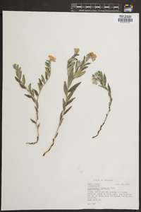 Lithospermum canescens image