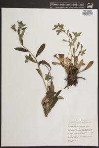 Lithospermum caroliniense image