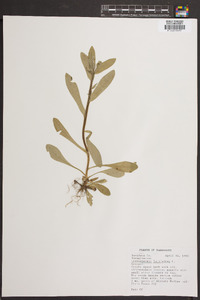 Lithospermum latifolium image