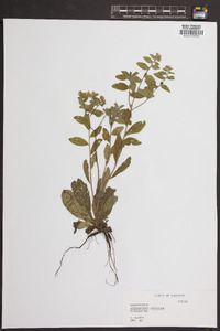 Lithospermum tuberosum image