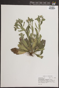 Lithospermum tuberosum image