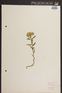 Lithospermum tuberosum image