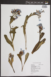 Mertensia virginica image