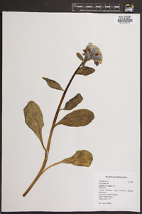 Mertensia virginica image