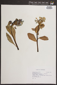 Mertensia virginica image