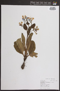 Mertensia virginica image