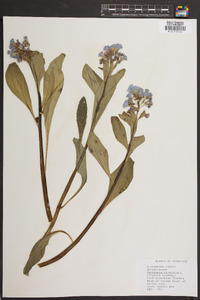 Mertensia virginica image