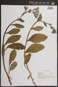 Mertensia virginica image