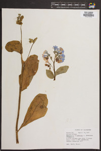 Mertensia virginica image