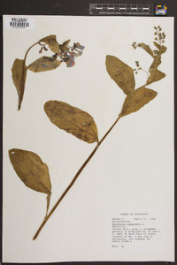 Mertensia virginica image