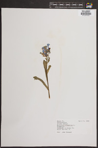 Mertensia virginica image