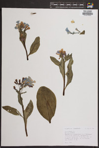 Mertensia virginica image