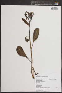 Mertensia virginica image