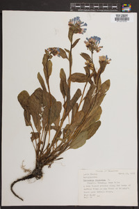 Mertensia virginica image