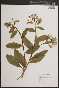 Mertensia virginica image