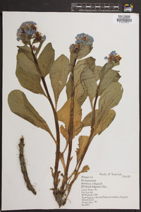 Mertensia virginica image