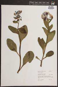 Mertensia virginica image