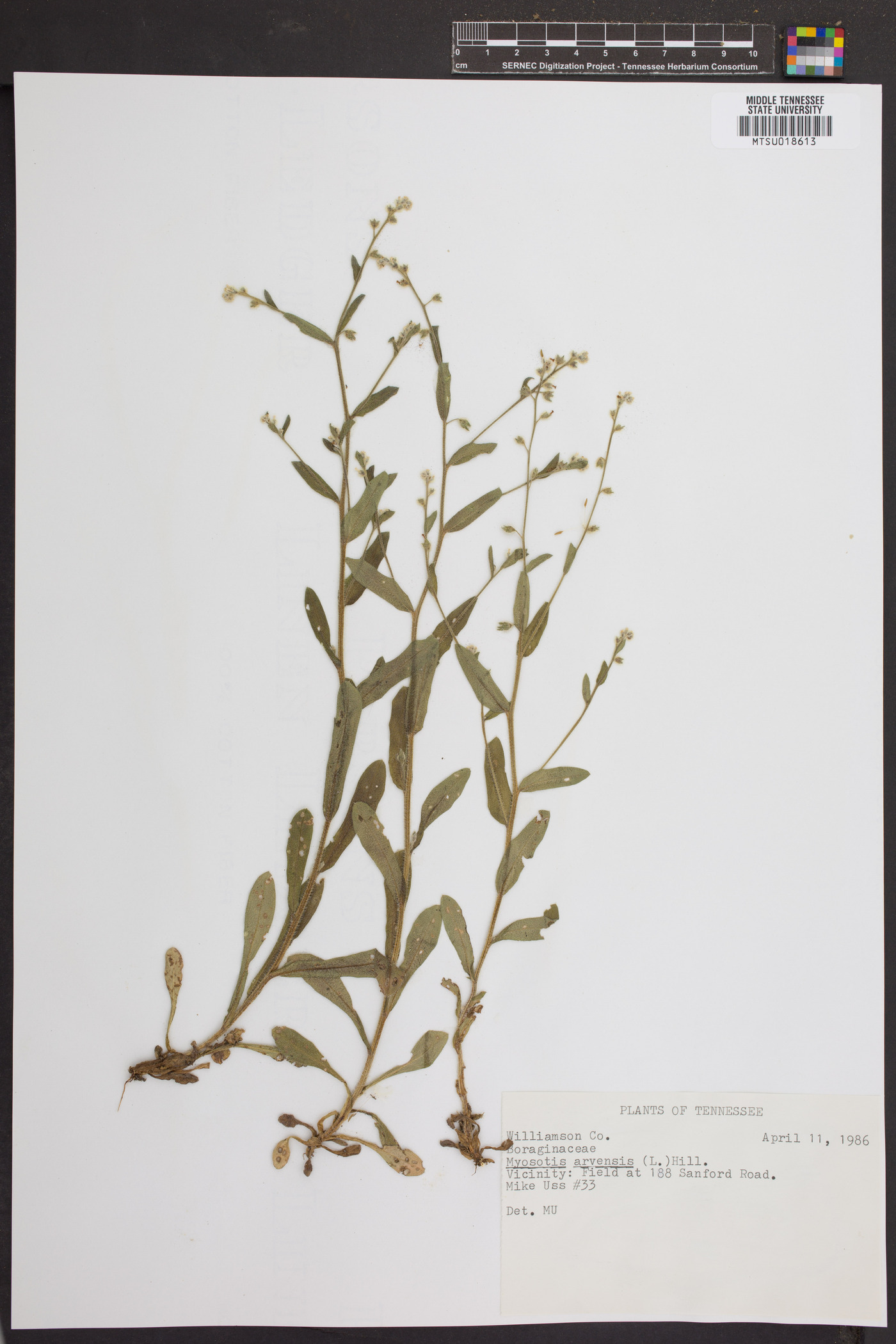 Myosotis arvensis image