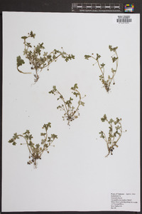 Nemophila microcalyx image