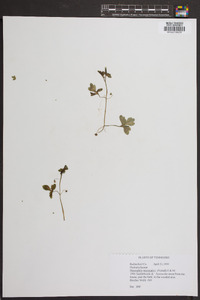 Nemophila microcalyx image