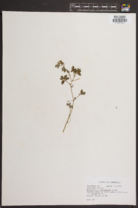 Nemophila microcalyx image