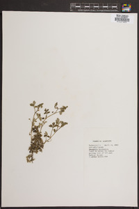 Nemophila microcalyx image