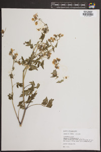 Phacelia bipinnatifida image