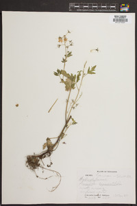 Phacelia bipinnatifida image