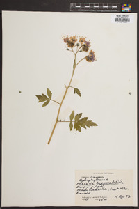 Phacelia bipinnatifida image