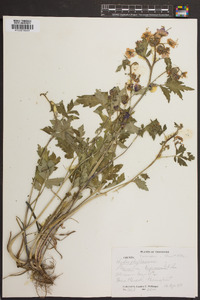 Phacelia bipinnatifida image